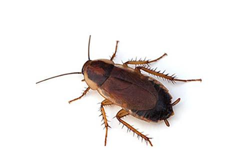 How to Get Rid of German Cockroaches: Top Tips - DIY Pest Control