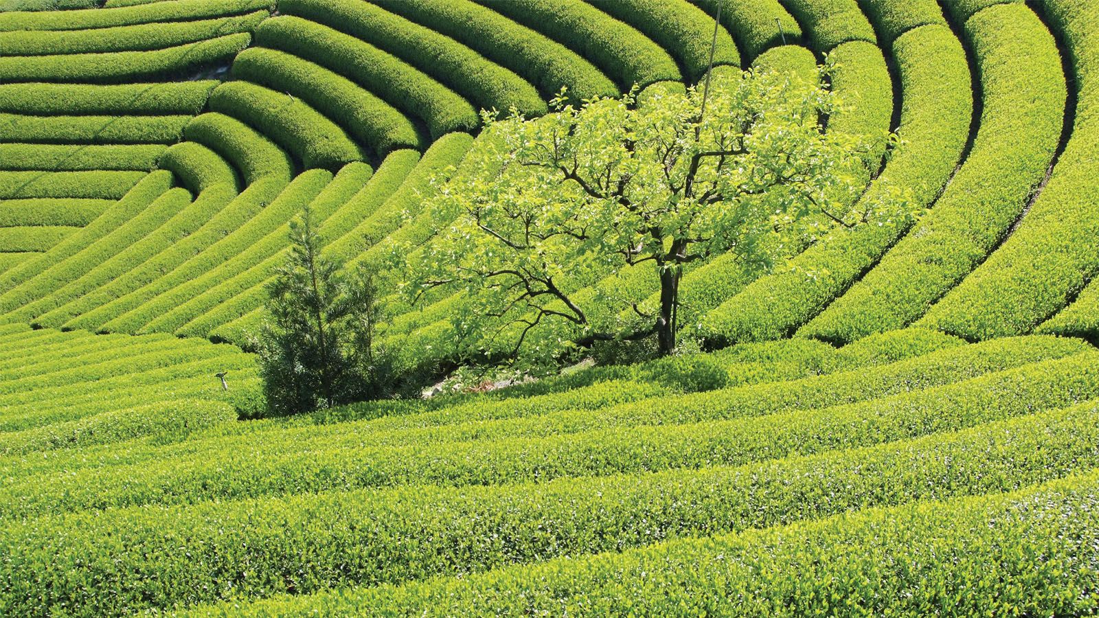 Matcha 101