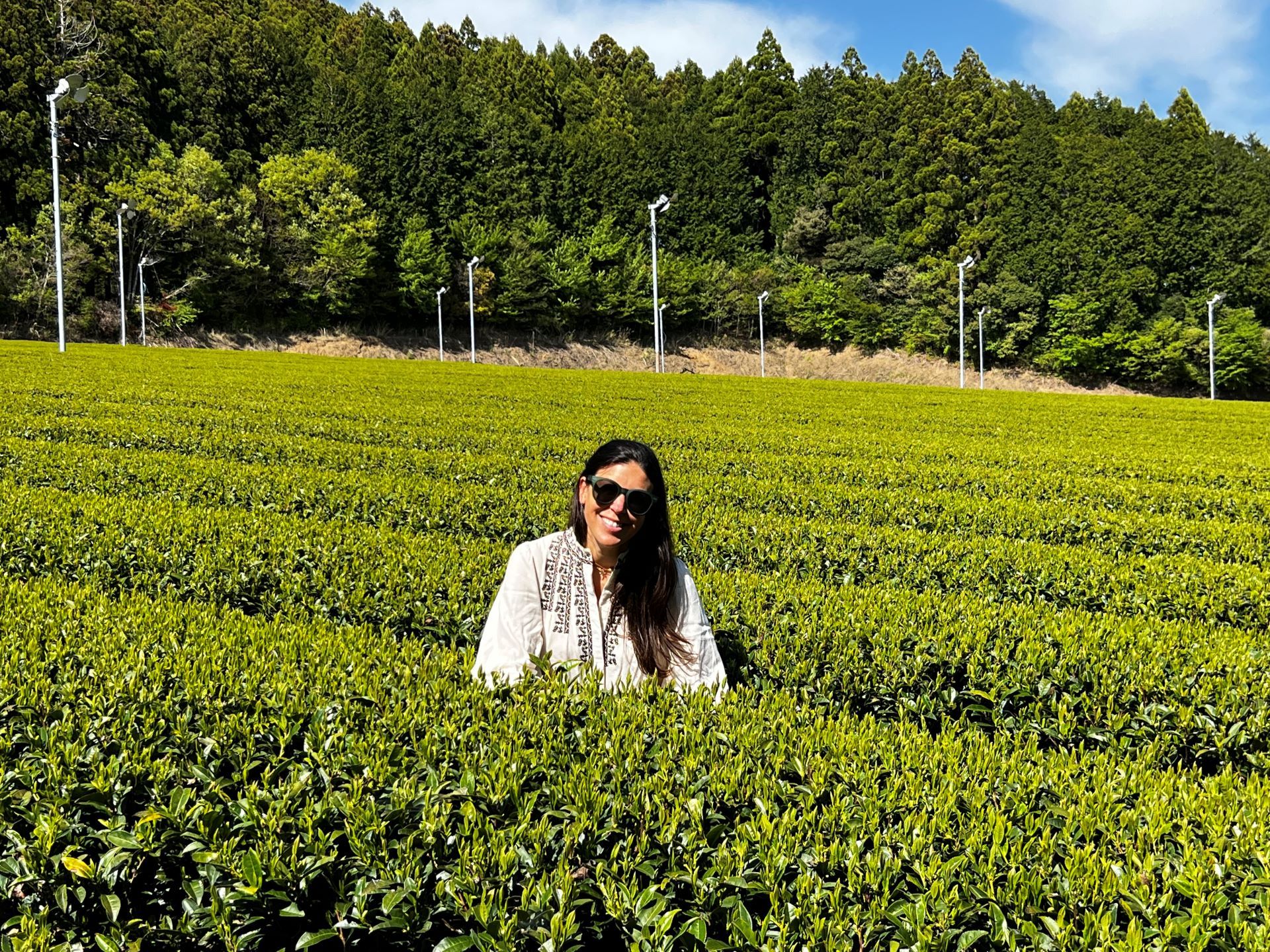 The Influence of Cultivars and Regions on Matcha Flavour