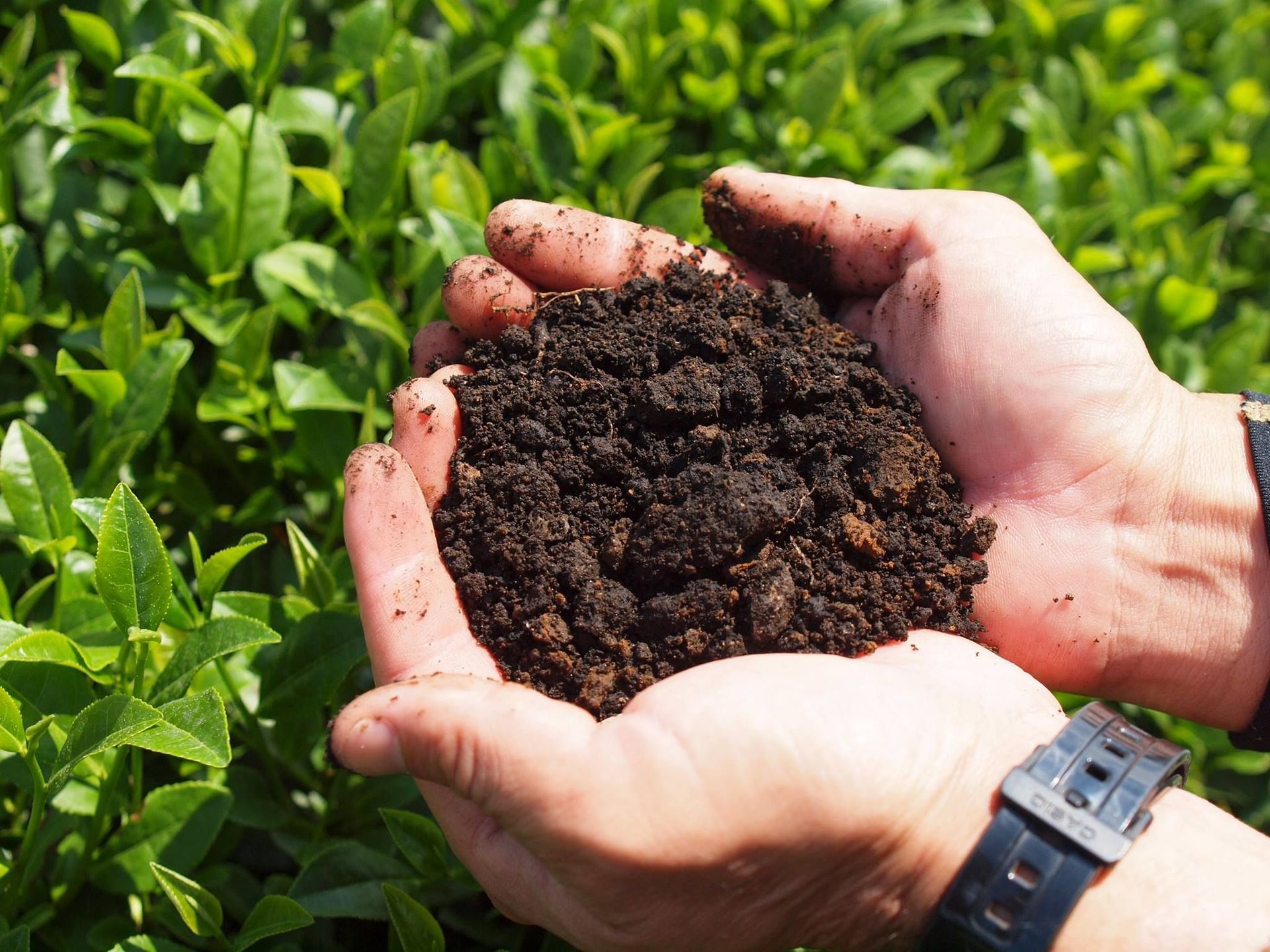 Is Matcha Sustainable An Honest Look at Environmental Impact