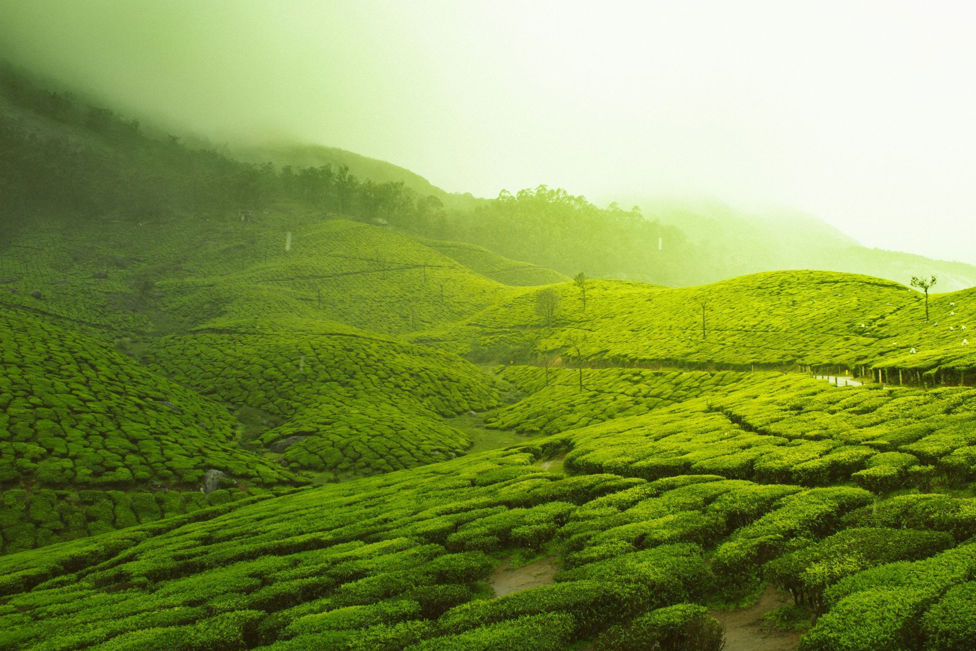 Behind Our Matcha - How Ethical Sourcing Supports Japanese Farmers