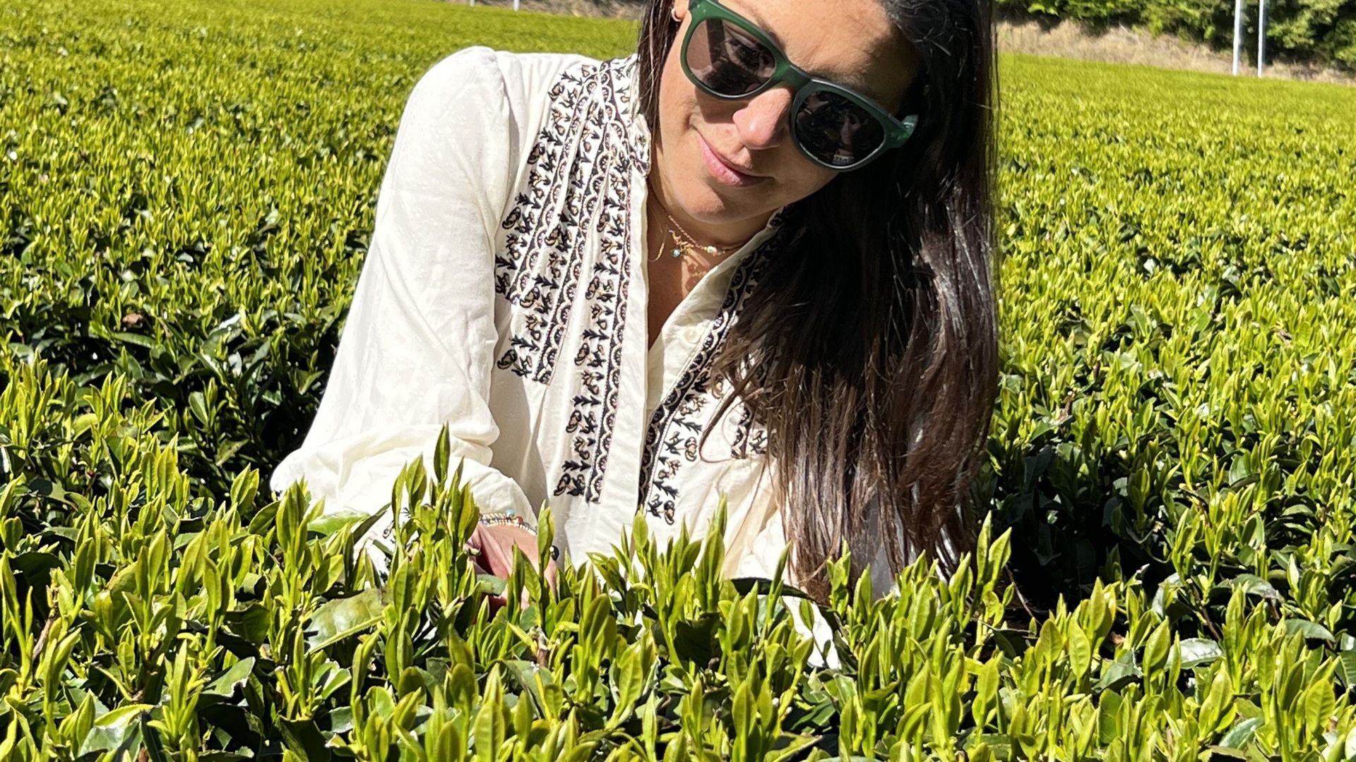 The Matcha Journey Lessons Learned from Japan to London