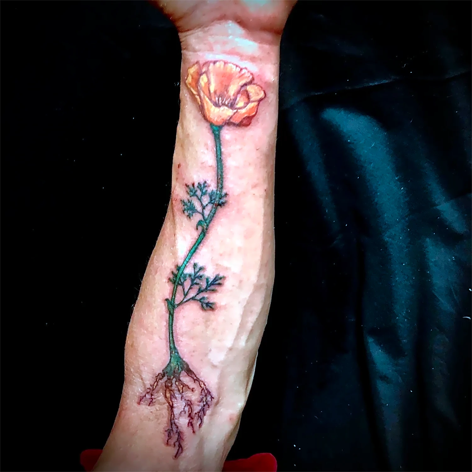blooming rose with roots