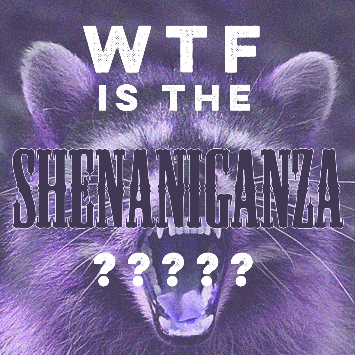 Excited Raccoon with text, WTF is the
     Shenaniganza???