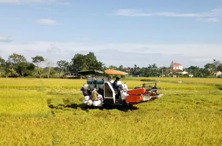 Năng suất lúa hè-thu toàn tỉnh ước đạt 42,7 tạ/ha