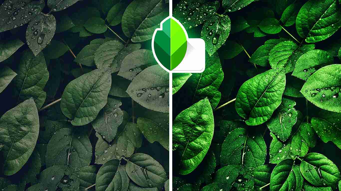 25+ Green Snapseed QR Presets 🌿