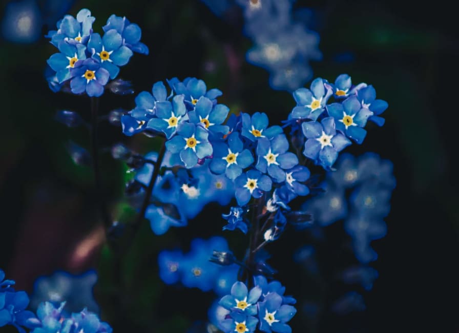 Forget Me Not Flower Myosotis Scorpioides Snapblooms Blogs