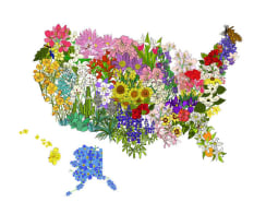 Official State Flowers for USA