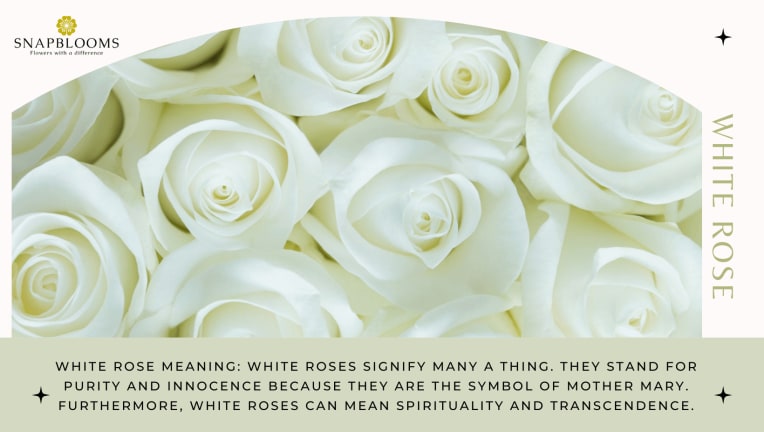 The Ultimate Rose Color Meanings Guide - SnapBlooms Blogs