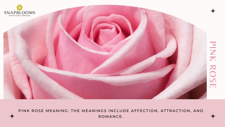 The Ultimate Rose Color Meanings Guide - SnapBlooms Blogs