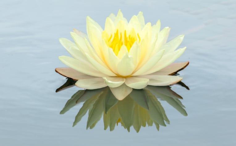 Colour of lotus online flower