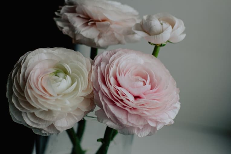 The Ultimate Rose Color Meanings Guide - SnapBlooms Blogs