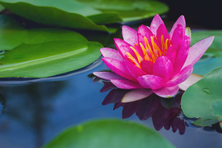 Importance of the Lotus Flower in Chinese Culture