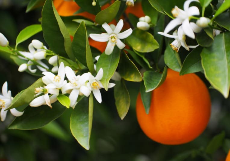 What does orange blossom smell like and what's the difference with