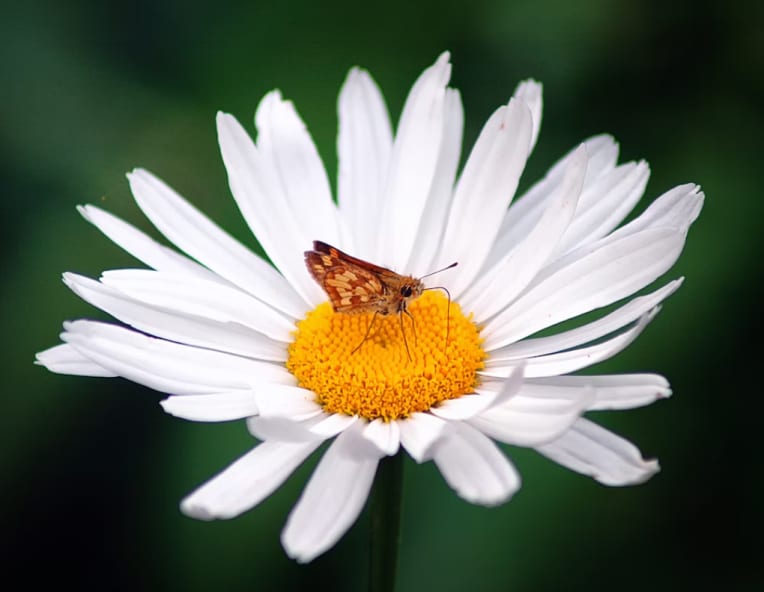 Daisy Flowers Meaning and Myth