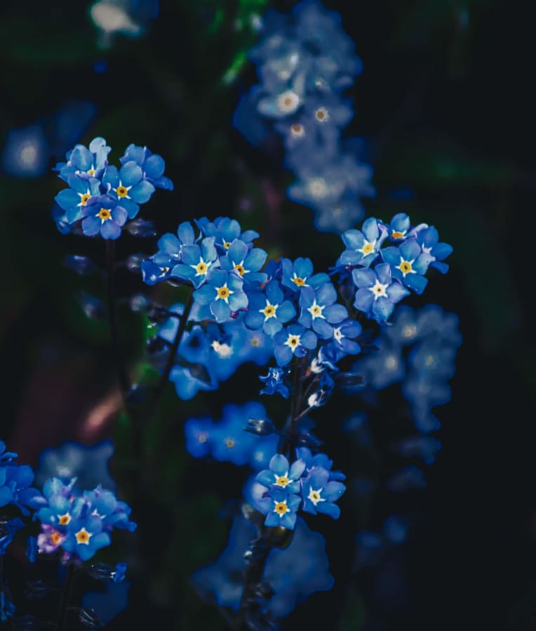 Not Flower Myosotis Scorpioides