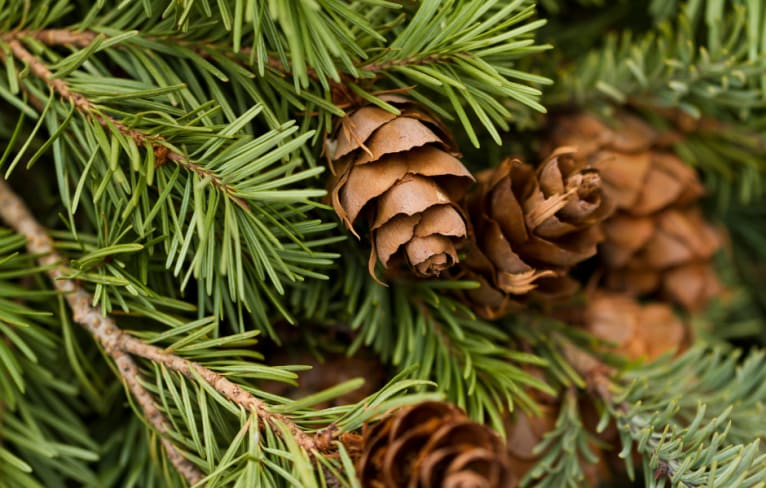 Pine Cones are the Official Maine State Flower🌻 , What! –