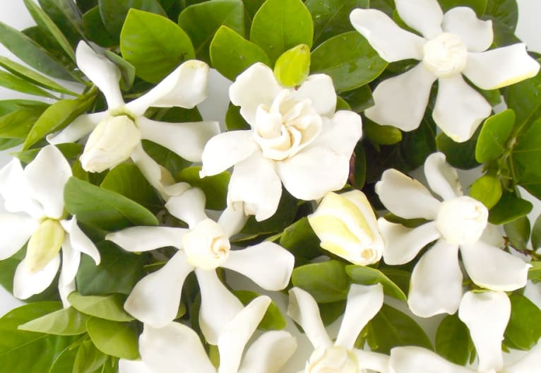 Gardenia Flower: Origin, Meaning, and Symbolism - SnapBlooms Blogs