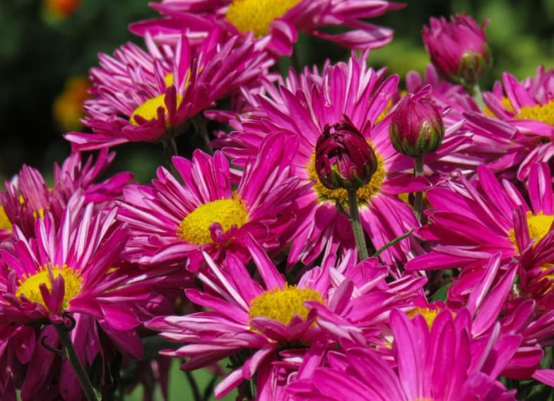 The meaning of chrysanthemums - Verdissimo