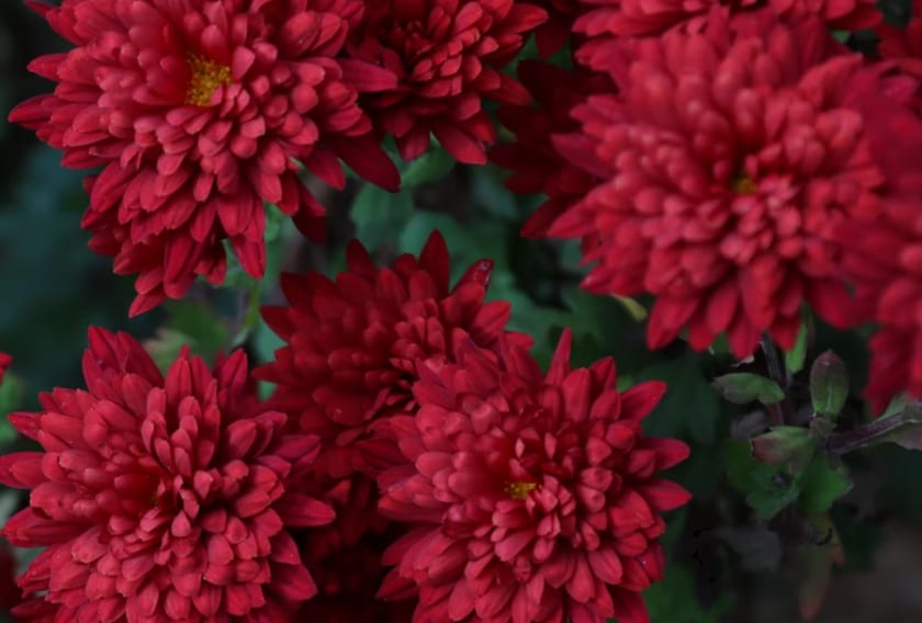 Chrysanthemum Origin, Meaning and Symbolism SnapBlooms Blogs