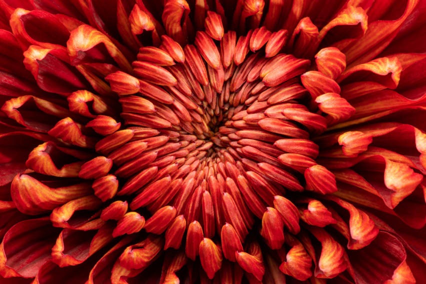The Chrysanthemum Flower And Its Meaning And Significance » FloraQueen EN