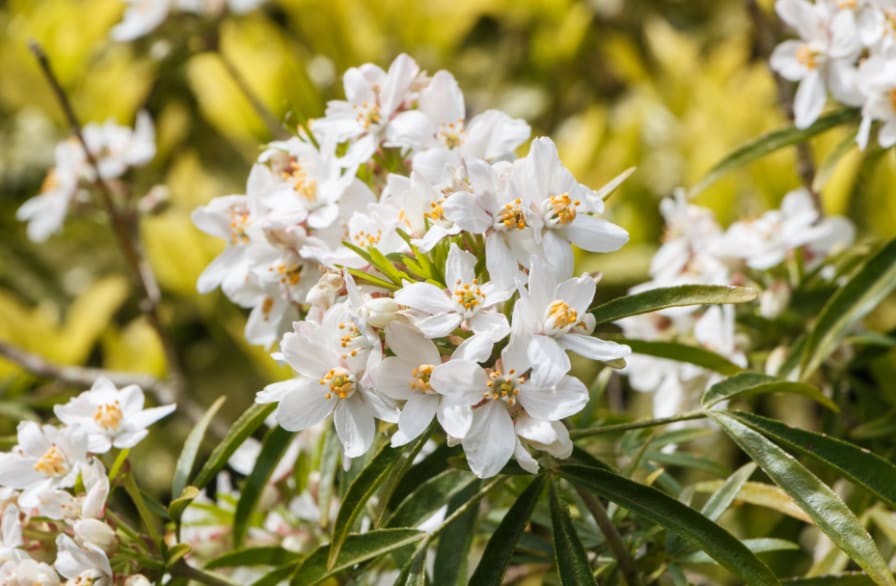 Orange Blossom: Origin, Meaning, and Symbolism - SnapBlooms Blogs