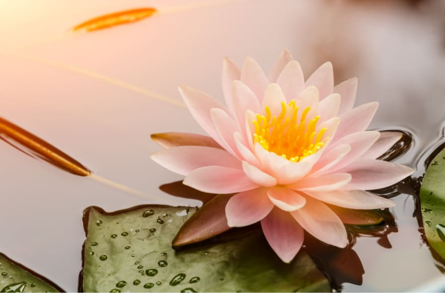 Everything About Lotus Flower Origin