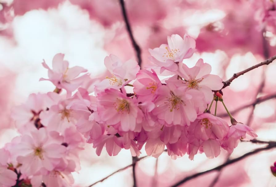 Cherry Blossom Meaning and Symbolism