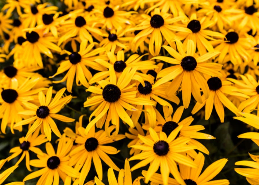  American Flag-Maryland Black-eyed Susan Flower and