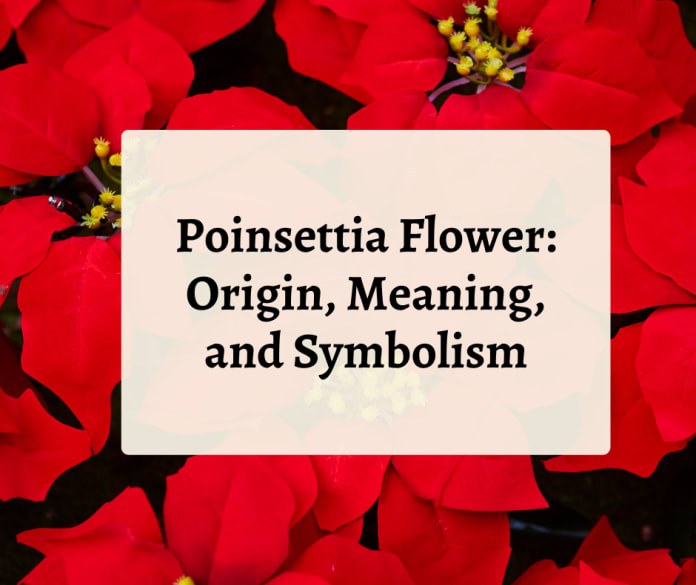 Poinsettia Flower: Origin, Meaning, and Symbolism