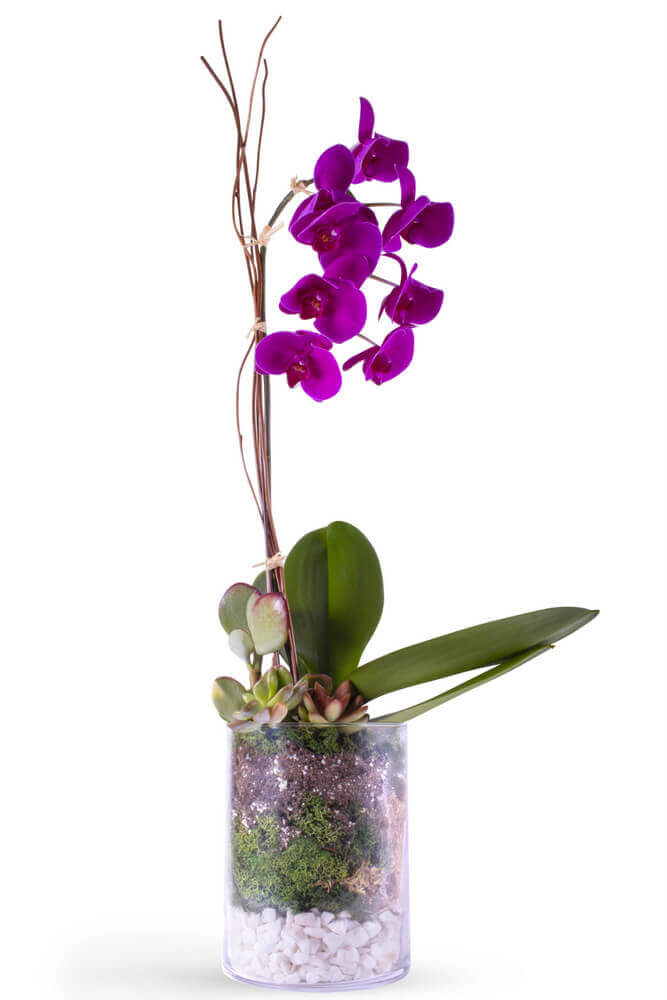 Florist 55487 | 55487 Flower Delivery by Pletschers Greenhouses