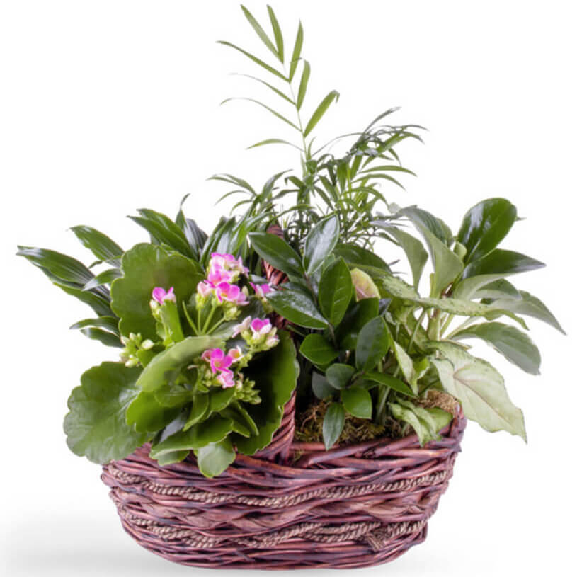 Flowering House Plants Flowering House Plants Delivery SnapBlooms