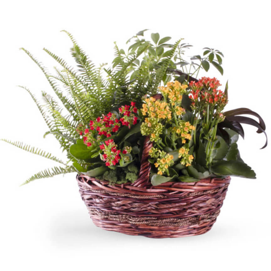 Mother's Day Flower Delivery East Lansing MI Petra Flower Co.