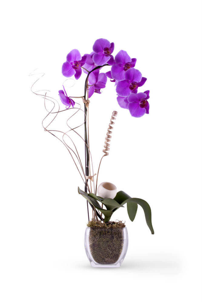 Tropical Orchids Flower Delivery New Iberia LA Breaux's Flowers