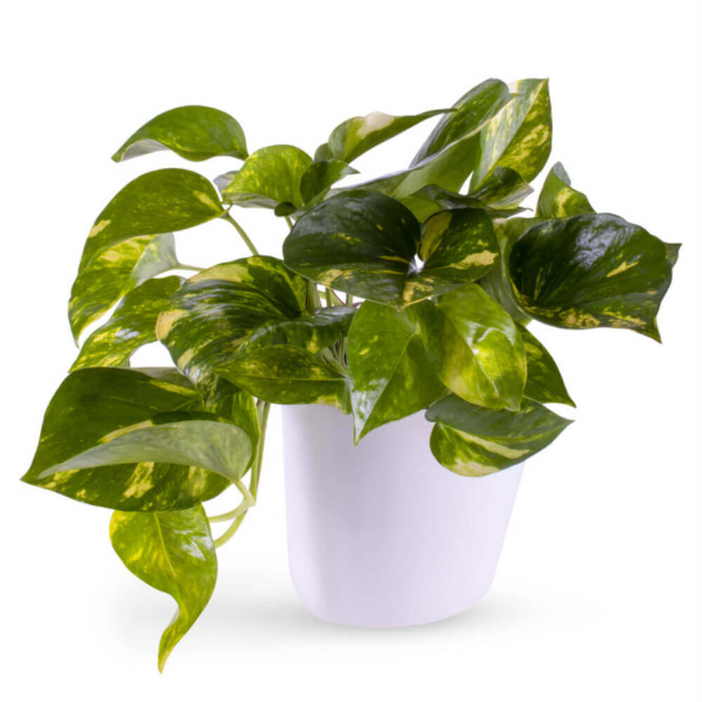 Potted Golden Pothos Ivy Flower Delivery Scituate MA - Flowers and  Festivities