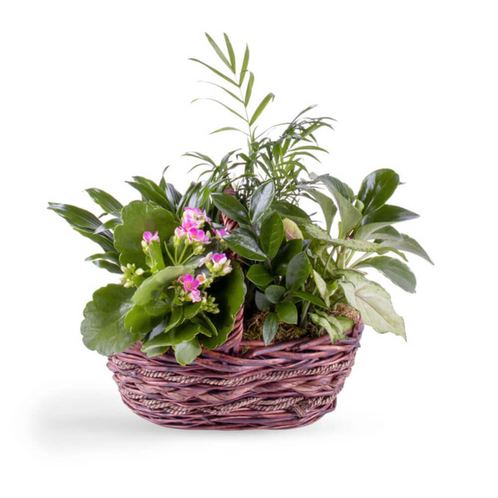 Purple Dish Garden