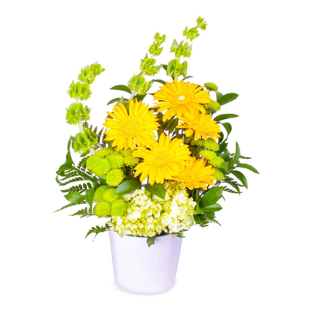 Yellow Gerbera Love 