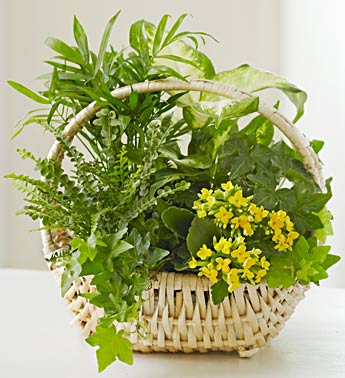 Thinking of You European Dish Garden Flower Bouquet