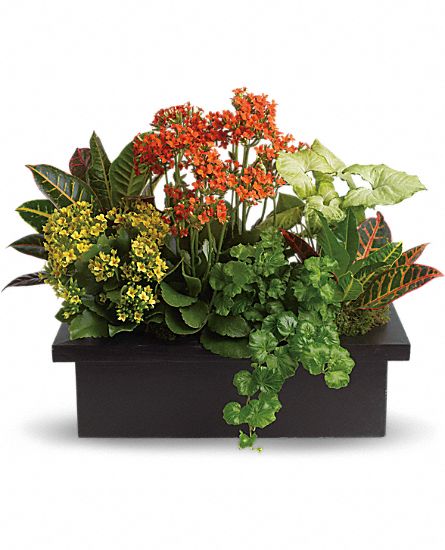 Stylish Plant Assortment Flower Bouquet