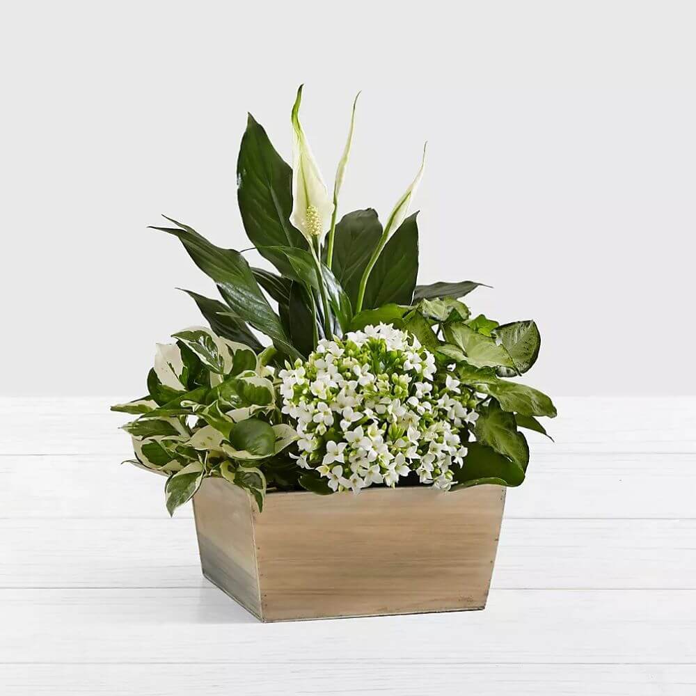 House Plants Houston Indoor House Plants Delivery in Houston TX by