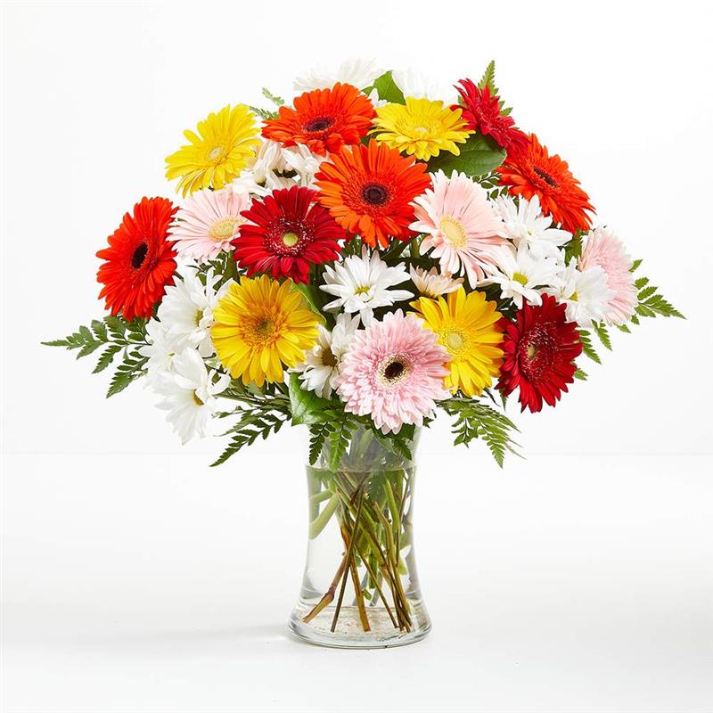 Delightful Daisies Flower Delivery London ON Forest of Flowers