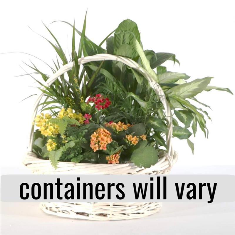 Tropical Delight Planters for Sympathy Flower Delivery London ON