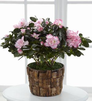 The FTD® Pink Azalea Flower Bouquet