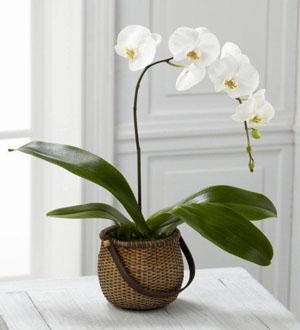 The FTD® White Phalaenopsis Orchid Flower Bouquet