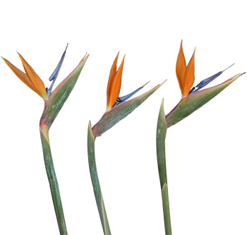 Loose Stem Birds Of Paradise Flower Delivery Glendale AZ - Elite