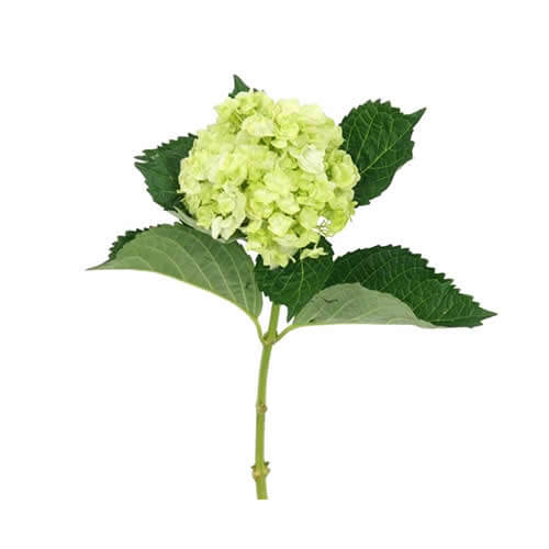 mini green hydrangea