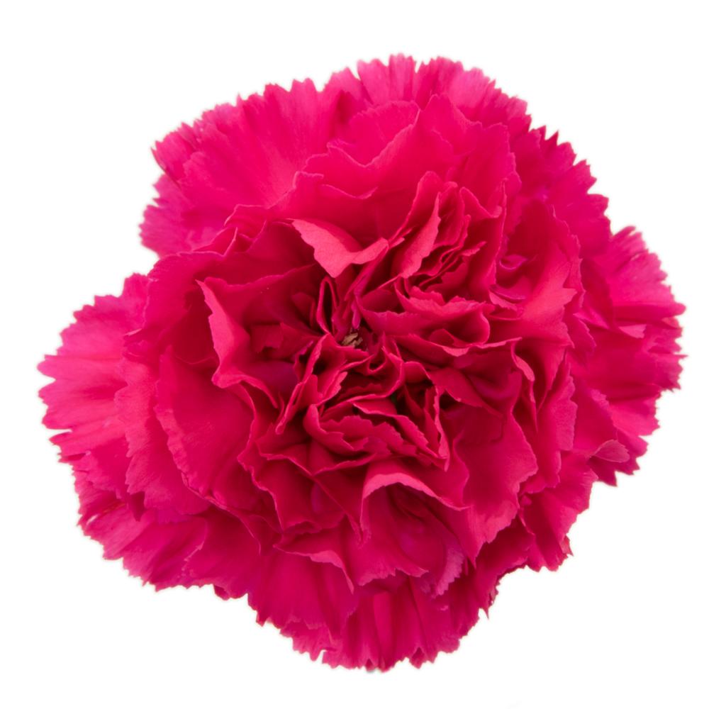 pink carnation