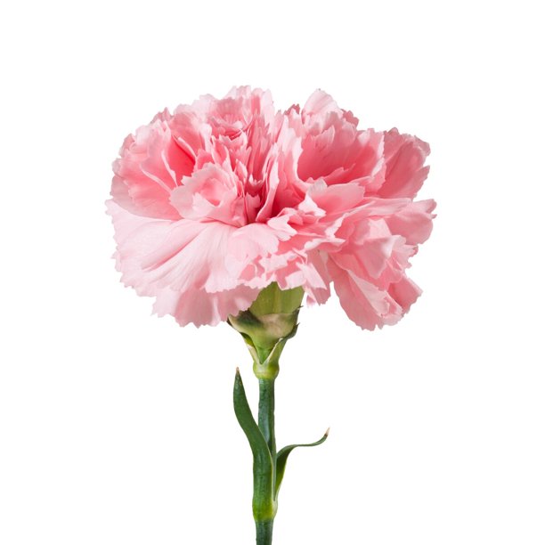 Loose Stem Pink Carnation Flower Delivery Glendale AZ Elite Flowers & Gifts