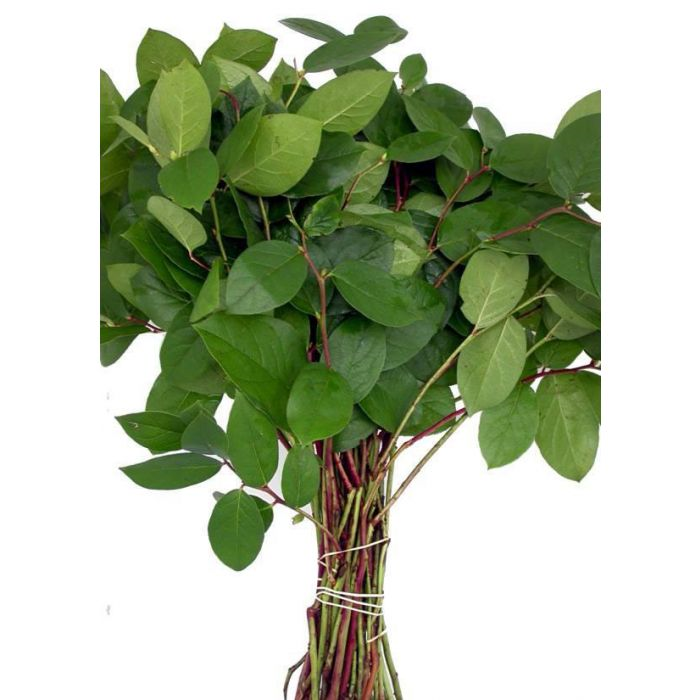 Loose Stem Salal Flower Delivery Glendale AZ Elite Flowers & Gifts