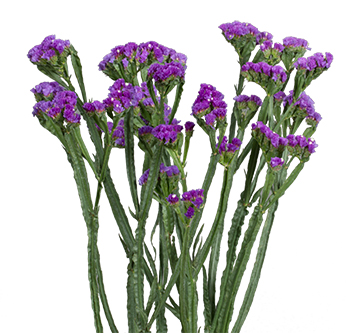 Loose Stem Purple Carnation Flower Delivery Glendale AZ - Elite Flowers &  Gifts